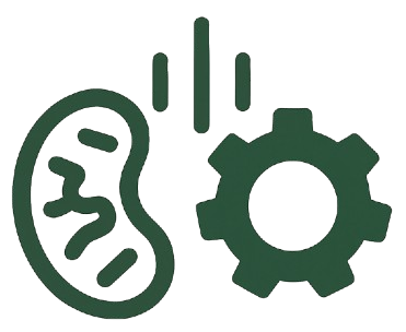 <p>Cellular Energy Production</p>